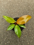 Philodendron Prince of Orange - M