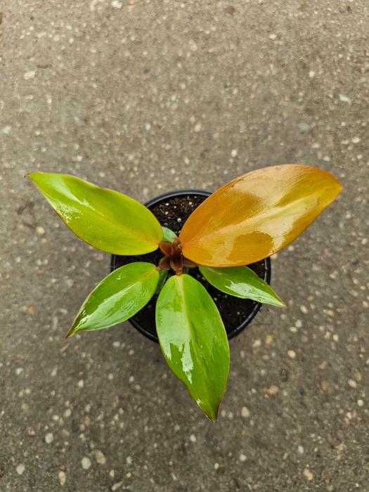 Philodendron Prince of Orange - M