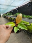 Philodendron Prince of Orange - M