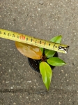 Philodendron Prince of Orange - M