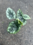 Alocasia Reversa - M