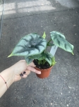 Alocasia Reversa - M