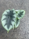 Alocasia Reversa - M