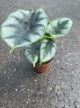 Alocasia Reversa - M