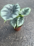 Alocasia Reversa - M