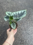 Alocasia Reversa - M