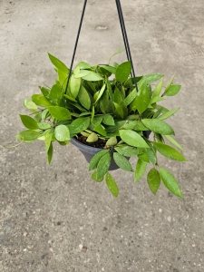 Hoya memoria / gracilis - L
