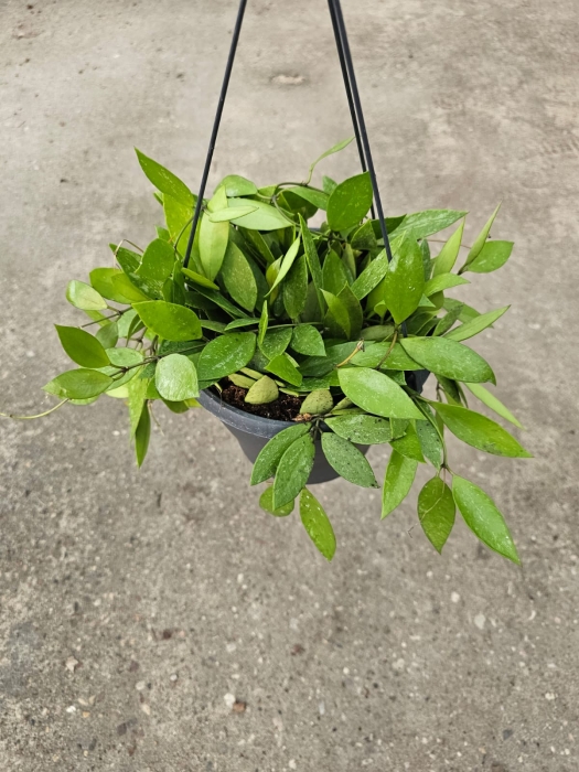 Hoya memoria / gracilis - L
