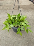 Hoya memoria / gracilis - L