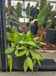 Hoya memoria / gracilis - L