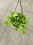 Hoya memoria / gracilis - L