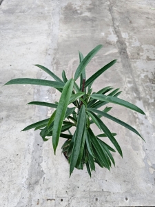 Ficus Alii - L