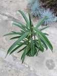 Ficus Alii - L
