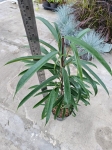 Ficus Alii - L