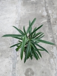 Ficus Alii - L