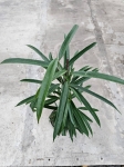 Ficus Alii - L