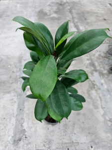 Ficus cyathistipula - L