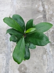Ficus cyathistipula - L