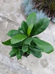 Ficus cyathistipula - L