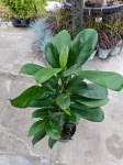 Ficus cyathistipula - L