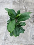 Ficus cyathistipula - L