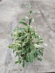 Ficus Twilight - L