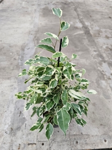 Ficus Twilight - L