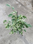 Ficus Twilight - L