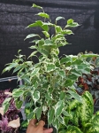 Ficus Twilight - L