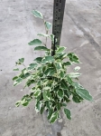 Ficus Twilight - L