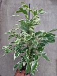 Ficus Twilight - L