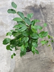 Ficus Danielle - L