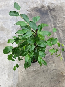 Ficus Danielle - L