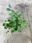 Ficus Danielle - L
