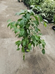 Ficus Danielle - L