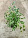 Ficus Danielle - L