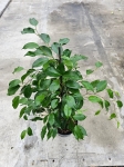 Ficus Danielle - L