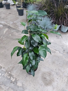 Ficus Danita - L