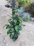 Ficus Danita - L