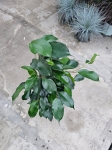 Ficus Danita - L