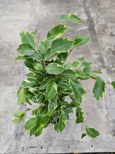 Ficus Golden King - L