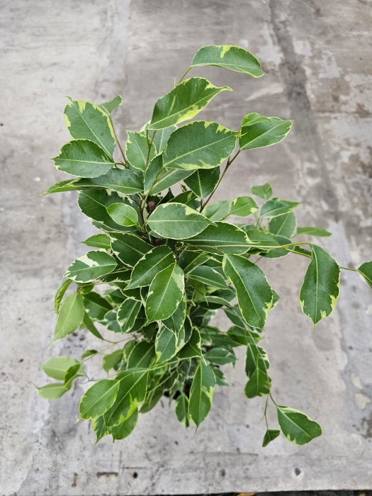 Ficus Golden King - L