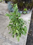 Ficus Golden King - L