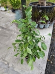 Ficus Golden King - L