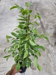 Ficus Golden King - L