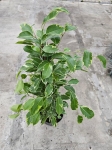 Ficus Golden King - L