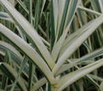 arundo donax Variegata