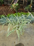 arundo donax Variegata