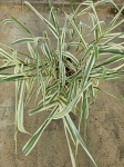arundo donax Variegata