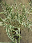 arundo donax Variegata